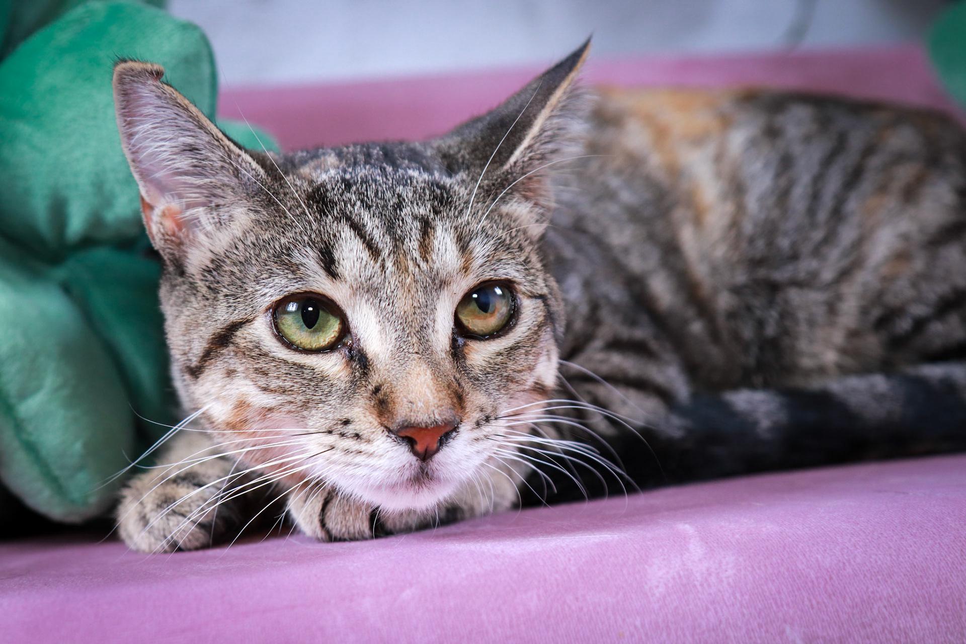 Enlarge Pepsi, a Adoptable Torbie in Parker, TX image 5/6