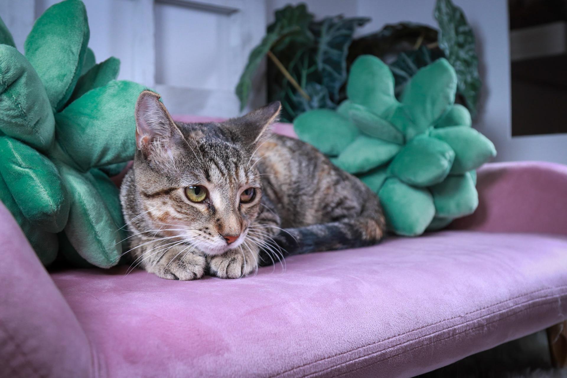 Enlarge Pepsi, a Adoptable Torbie in Parker, TX image 3/6