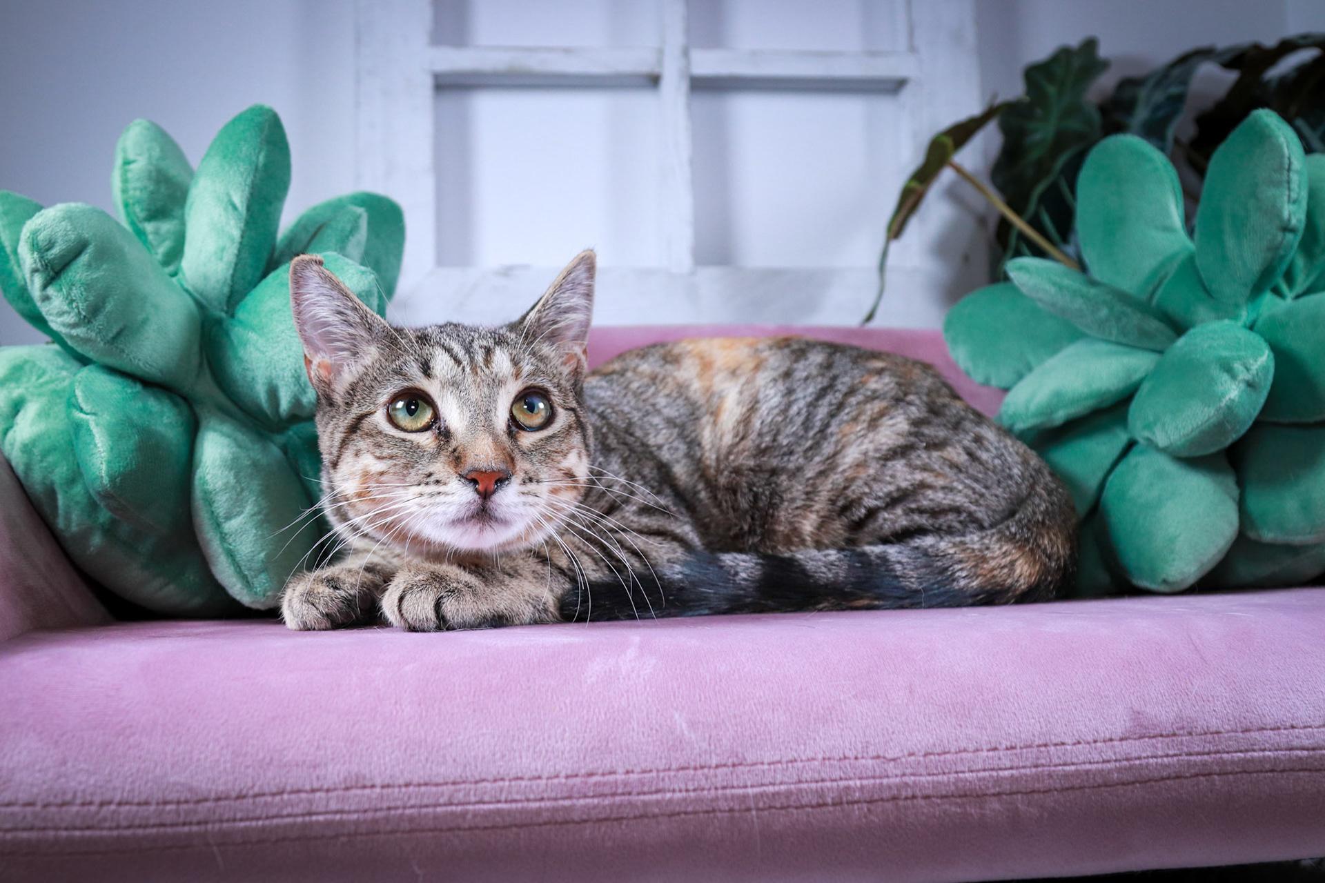 Enlarge Pepsi, a Adoptable Torbie in Parker, TX image 6/6