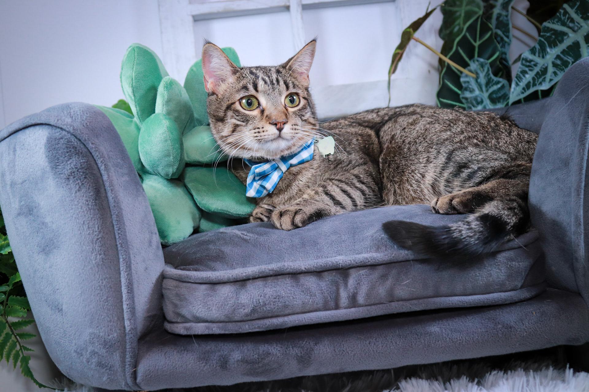 Enlarge Pepsi, a Adoptable Torbie in Parker, TX image 1/6