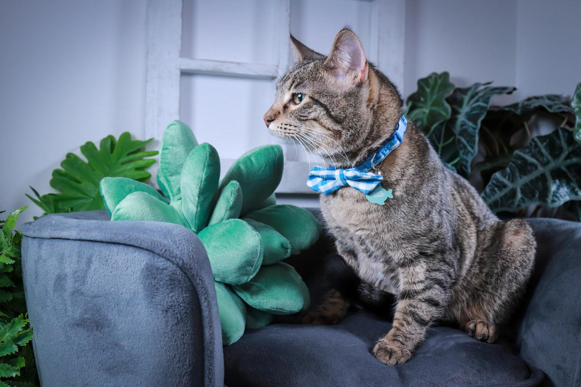 Enlarge Pepsi, a Adoptable Torbie in Parker, TX image 2/6