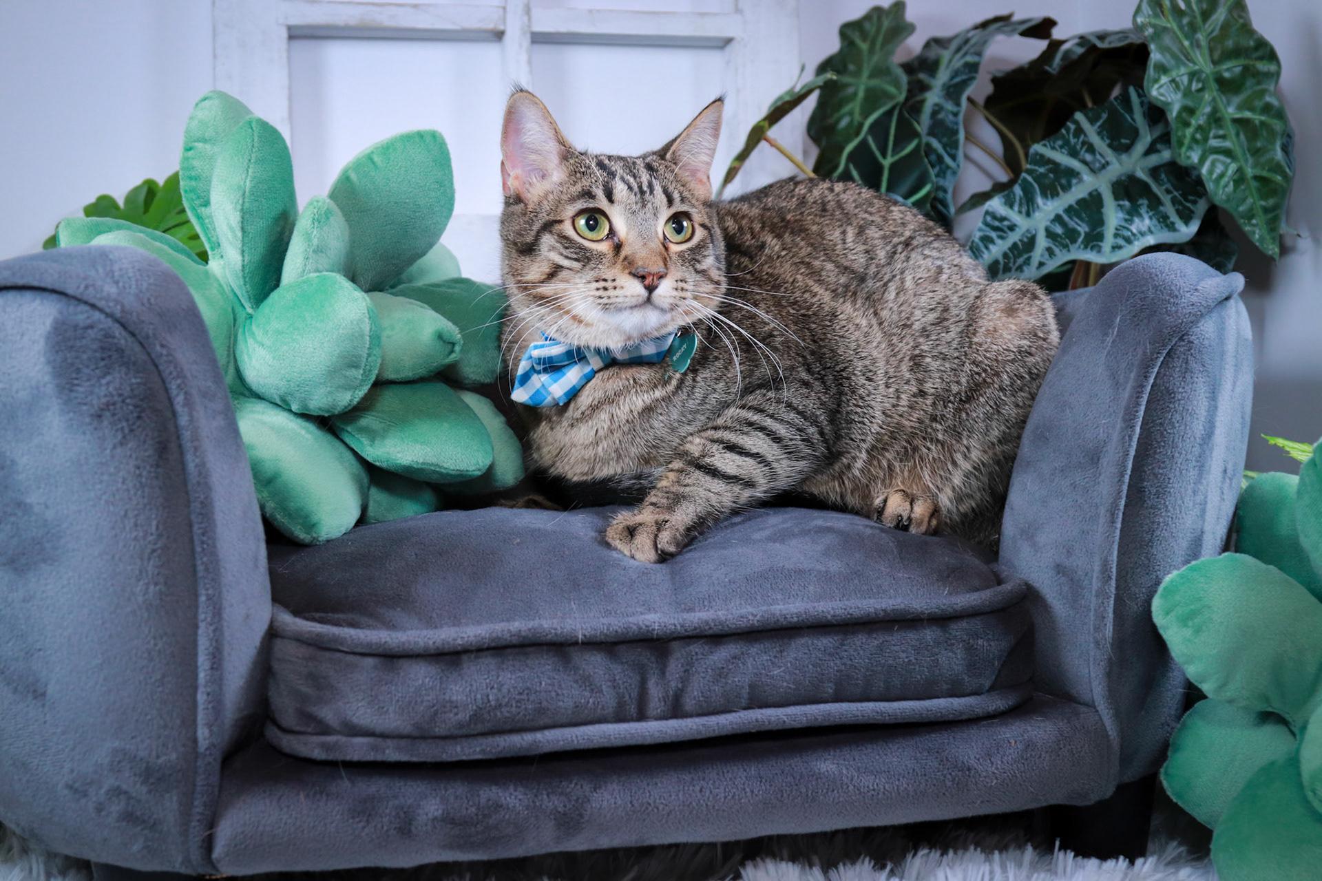 Enlarge Pepsi, a Adoptable Torbie in Parker, TX image 4/6