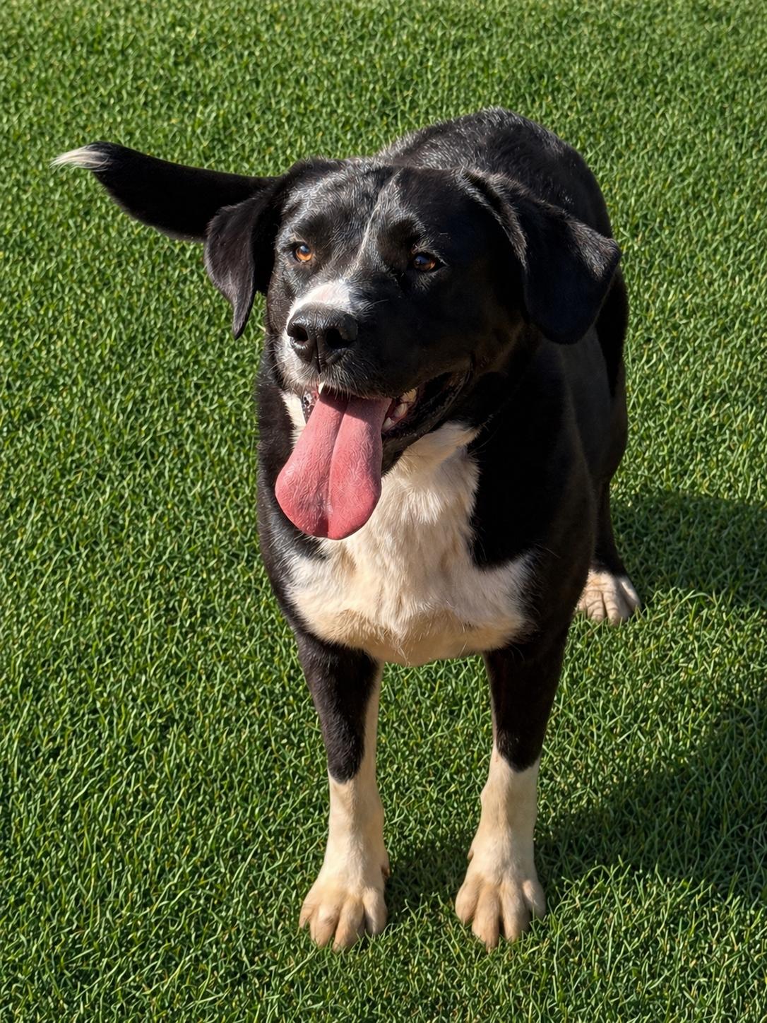 Bonnie (Courtesy Post), Adopted, Adult Female Border Collie & Great Pyrenees.