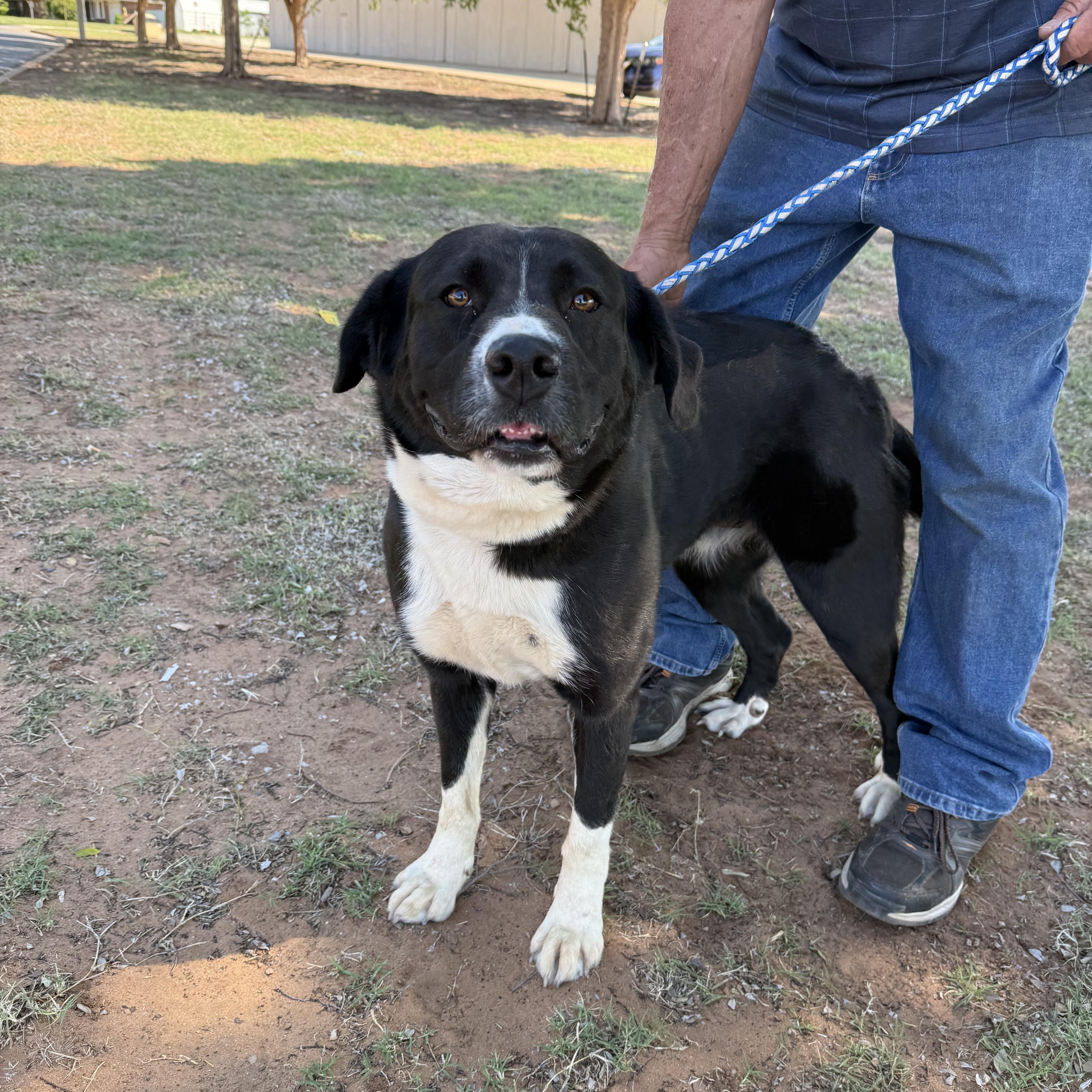 Enlarge Bonnie (Courtesy Post), a Adopted mixed breed in Hinton, OK image 2/2