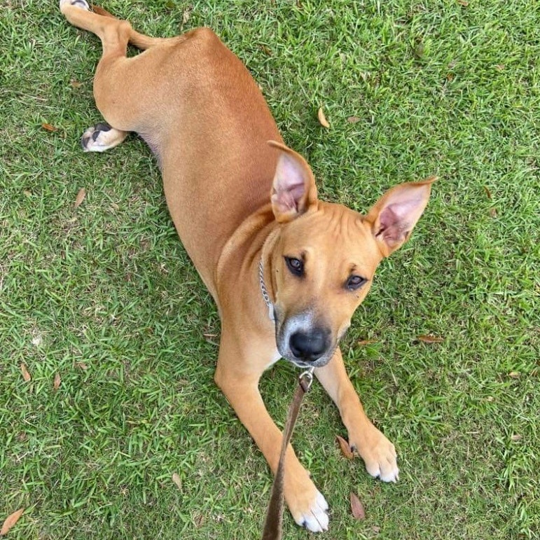 PupPup, Baby Male Black Mouth Cur
