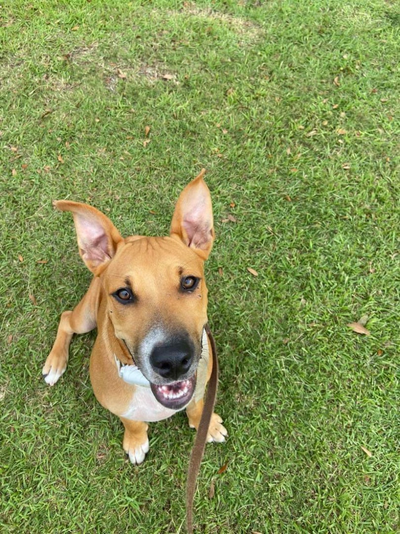 PupPup photo 2