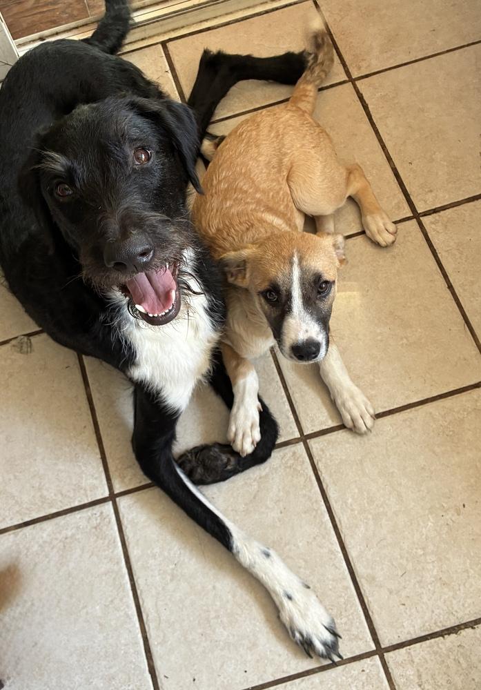 Fabulous Frederick, a Adoptable mixed breed in Randolph, MA image 2/6