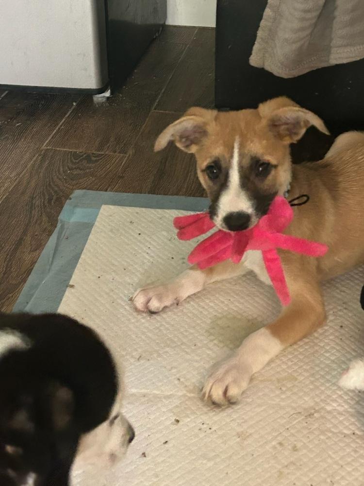 Fabulous Frederick, a Adoptable mixed breed in Randolph, MA image 6/6