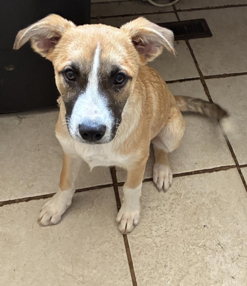 Fabulous Frederick, a Adoptable mixed breed in Randolph, MA image 5/6
