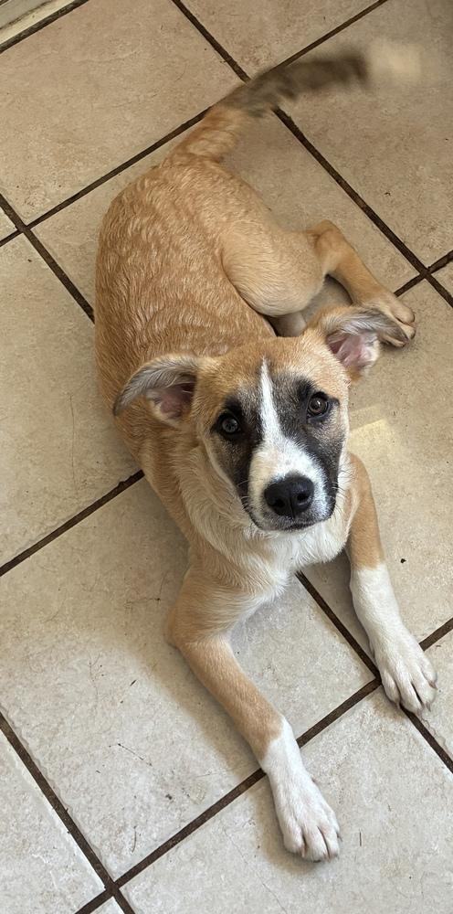 Fabulous Frederick, Adoptable, Puppy Male Anatolian Shepherd & Labrador Retriever.