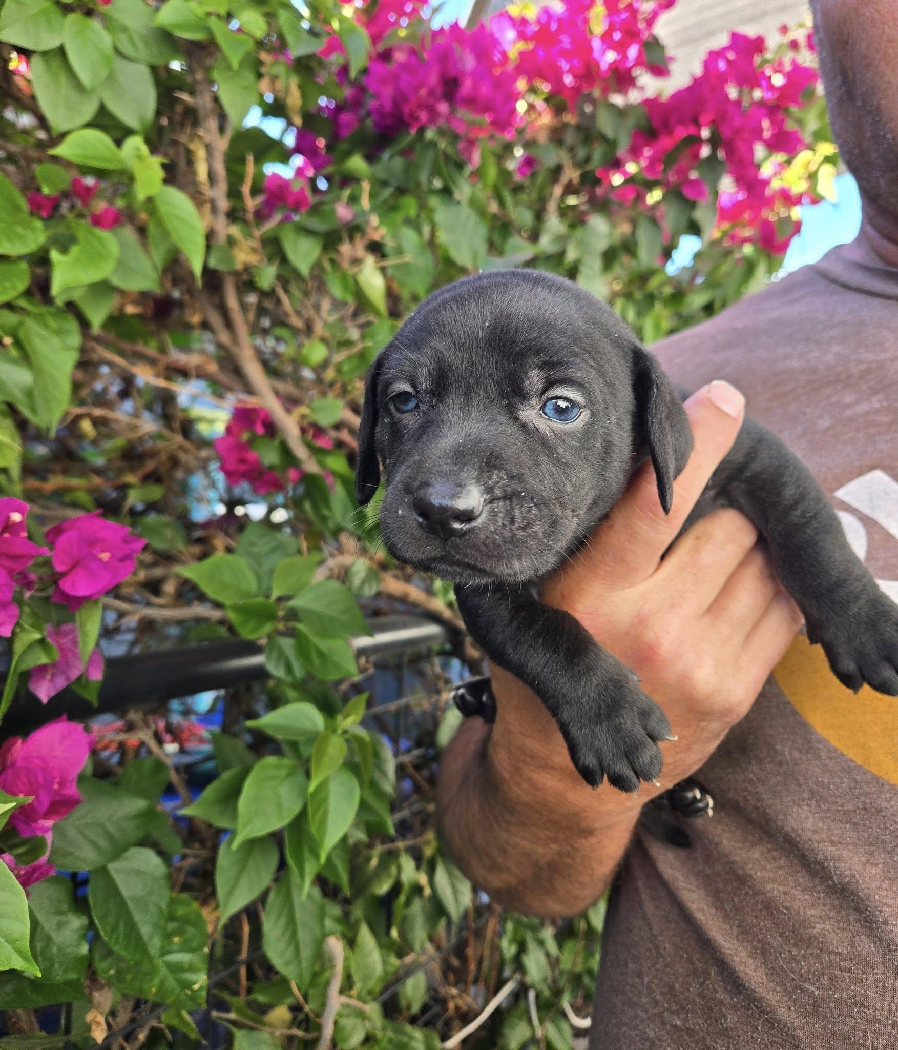 Chompsky, ADOPTABLE, Puppy Male Black Labrador Retriever & Dachshund.