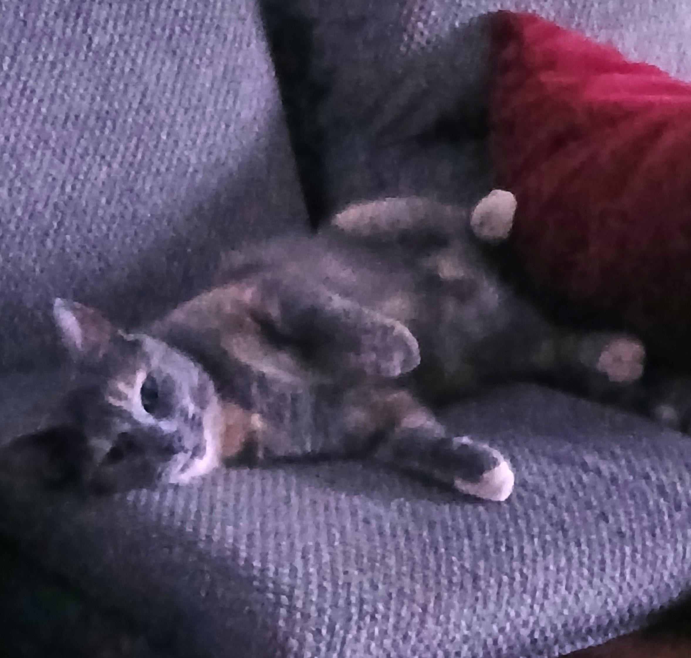 Female cat, an adoptable Domestic Short Hair in Redding, CA, 96003 | Photo Image 2