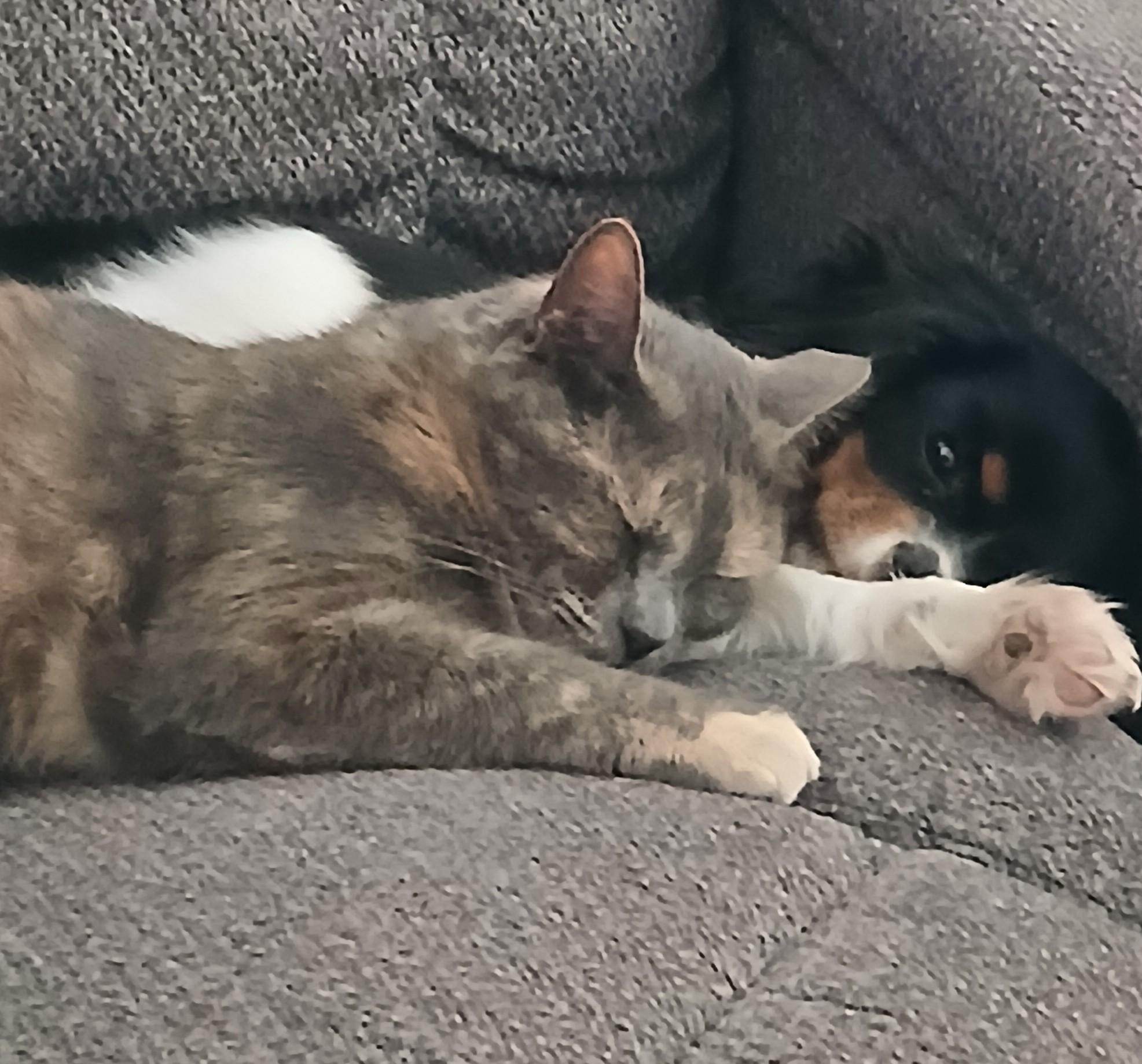 Female cat, an adoptable Domestic Short Hair in Redding, CA, 96003 | Photo Image 1