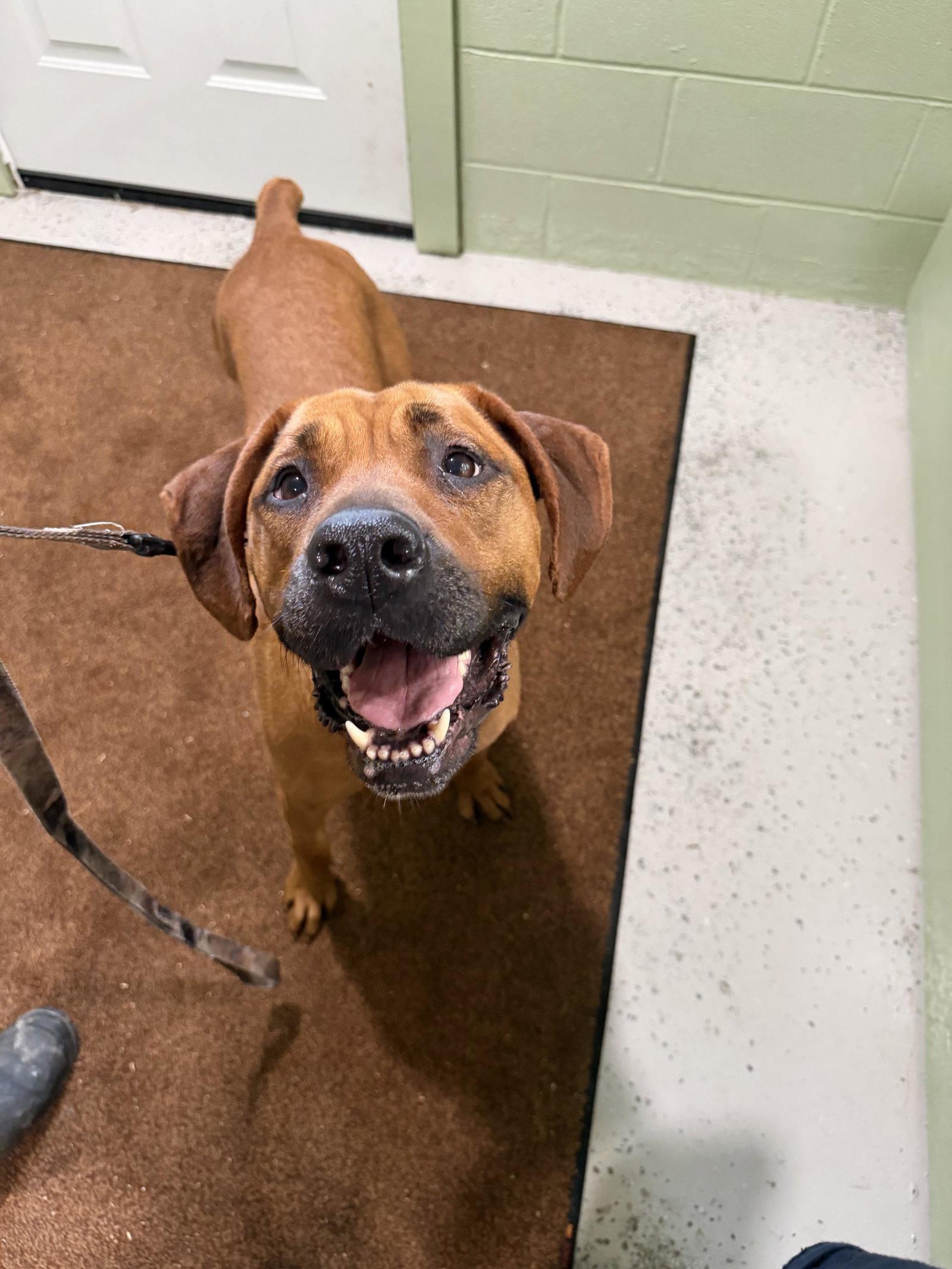 Enlarge Betsy, a Adoptable Boxer in New Martinsville, WV image 1/2