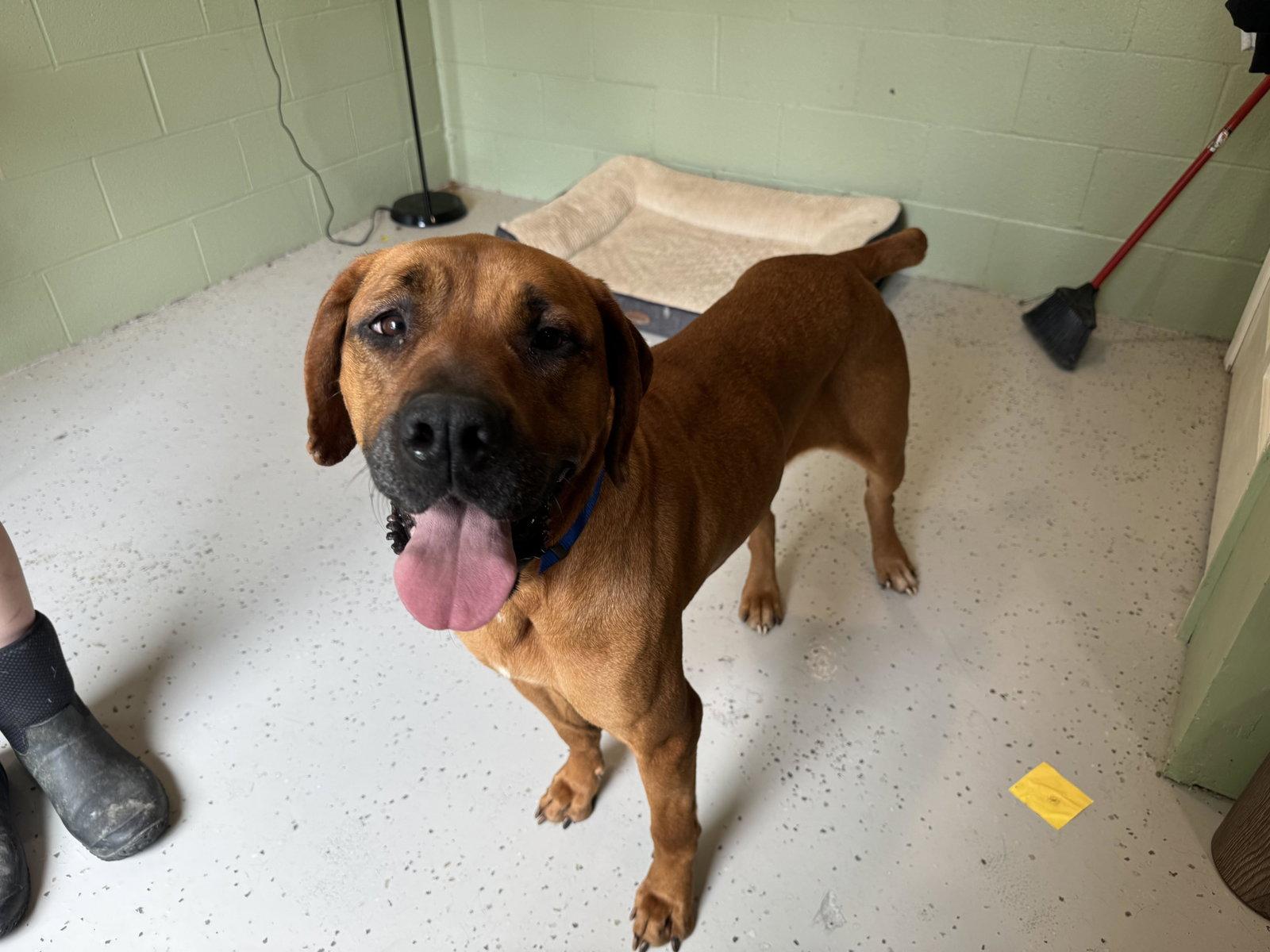 Enlarge Betsy, a Adoptable Boxer in New Martinsville, WV image 2/2