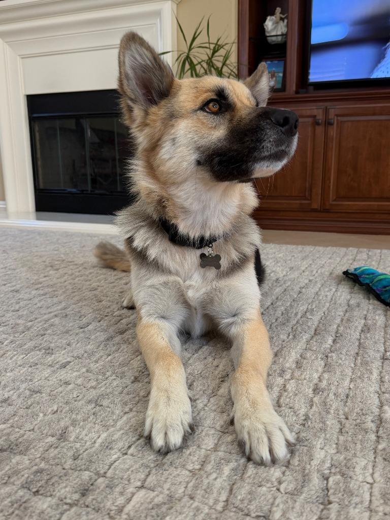 Atzi (Courtesy Post) Adopt Me!, Adoptable, Young Female Shepherd.
