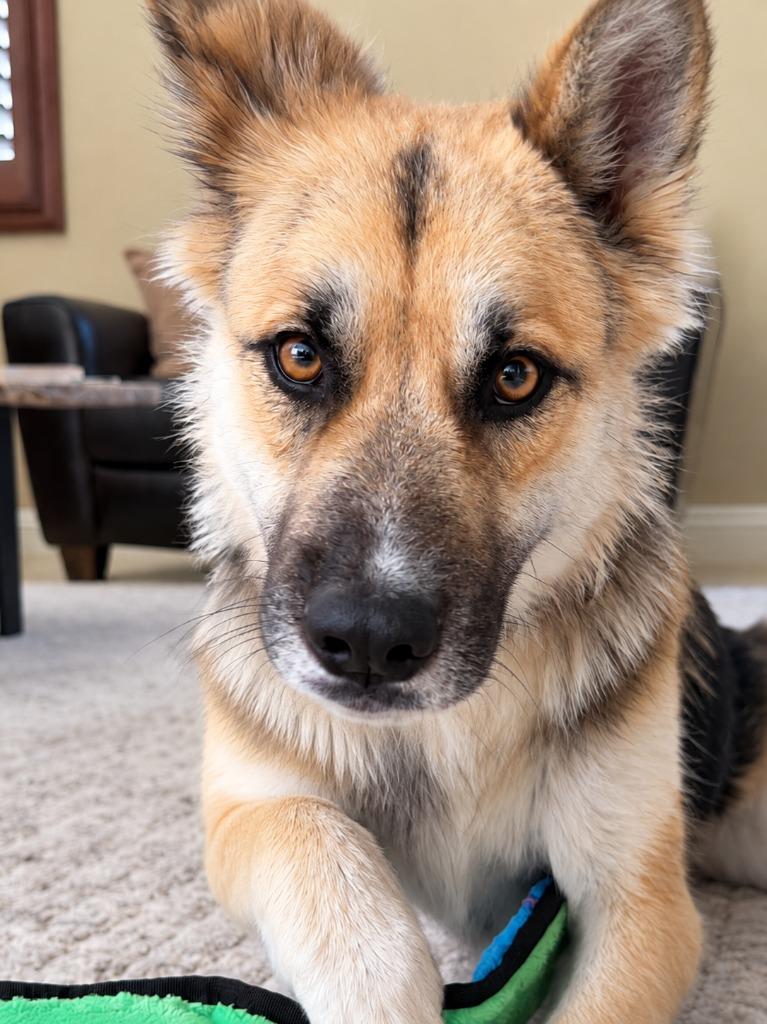 Enlarge Atzi (Courtesy Post) Adopt Me!, a Adoptable mixed breed in Lake Forest, CA image 2/4