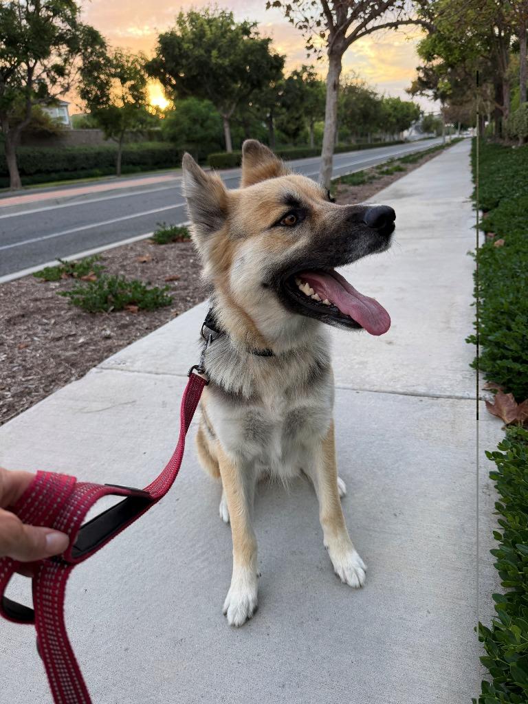 Enlarge Atzi (Courtesy Post) Adopt Me!, a Adoptable mixed breed in Lake Forest, CA image 3/4