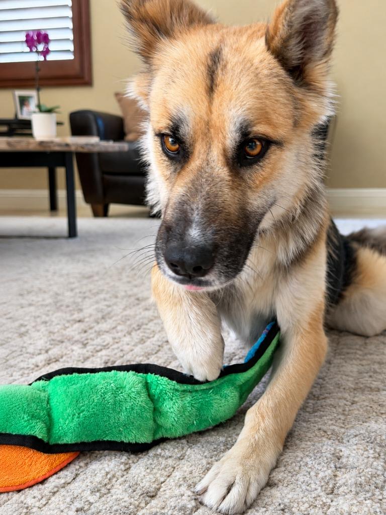 Enlarge Atzi (Courtesy Post) Adopt Me!, a Adoptable mixed breed in Lake Forest, CA image 4/4