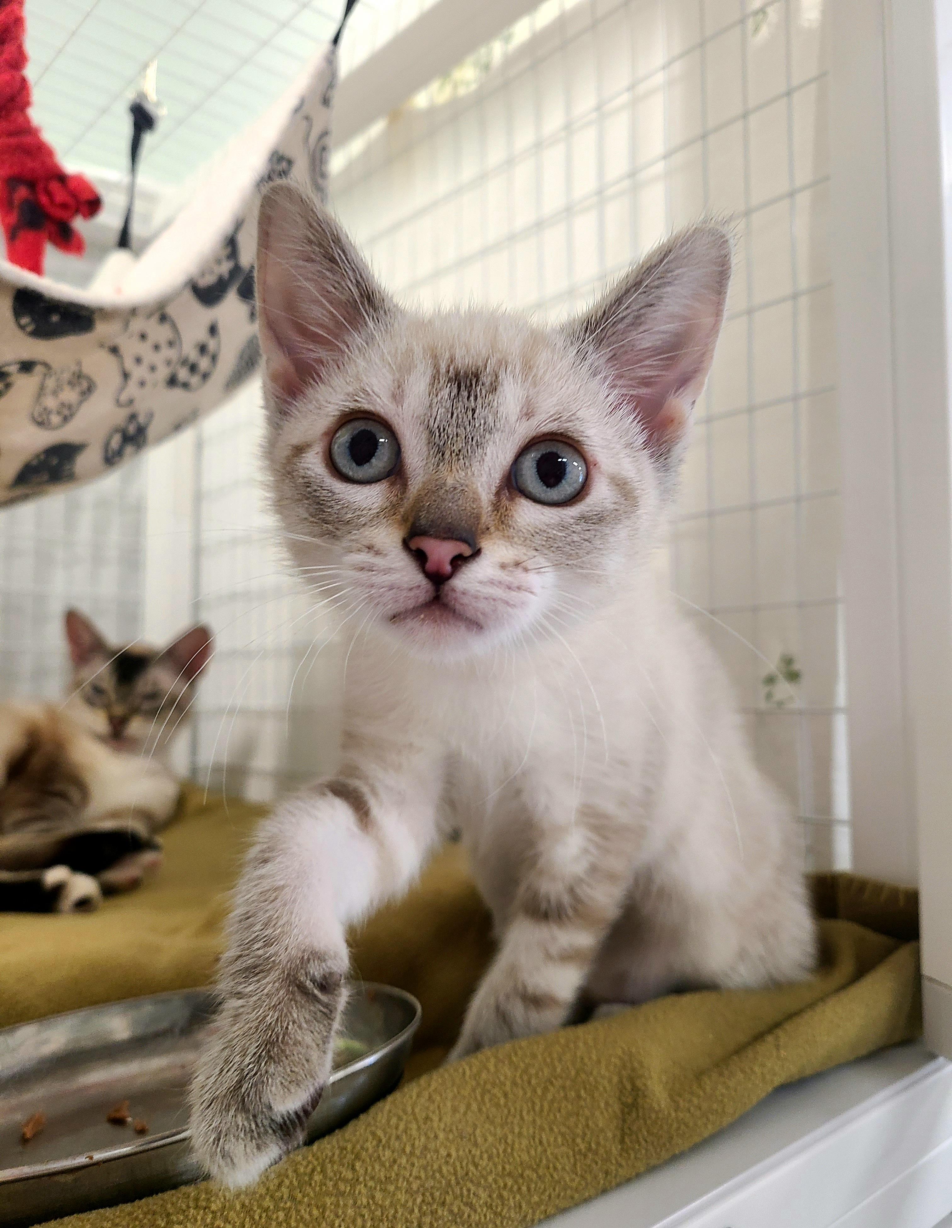 Kaleb, ADOPTABLE, Kitten Male Siamese.