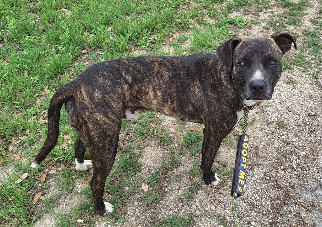Willis, Adoptable, Young Male Mixed Breed & Pit Bull Terrier.