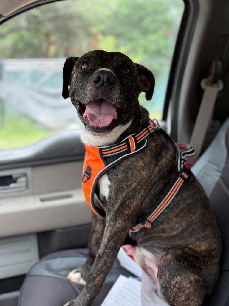 Willis, a Adoptable mixed breed in Lockhart, TX image 5/6