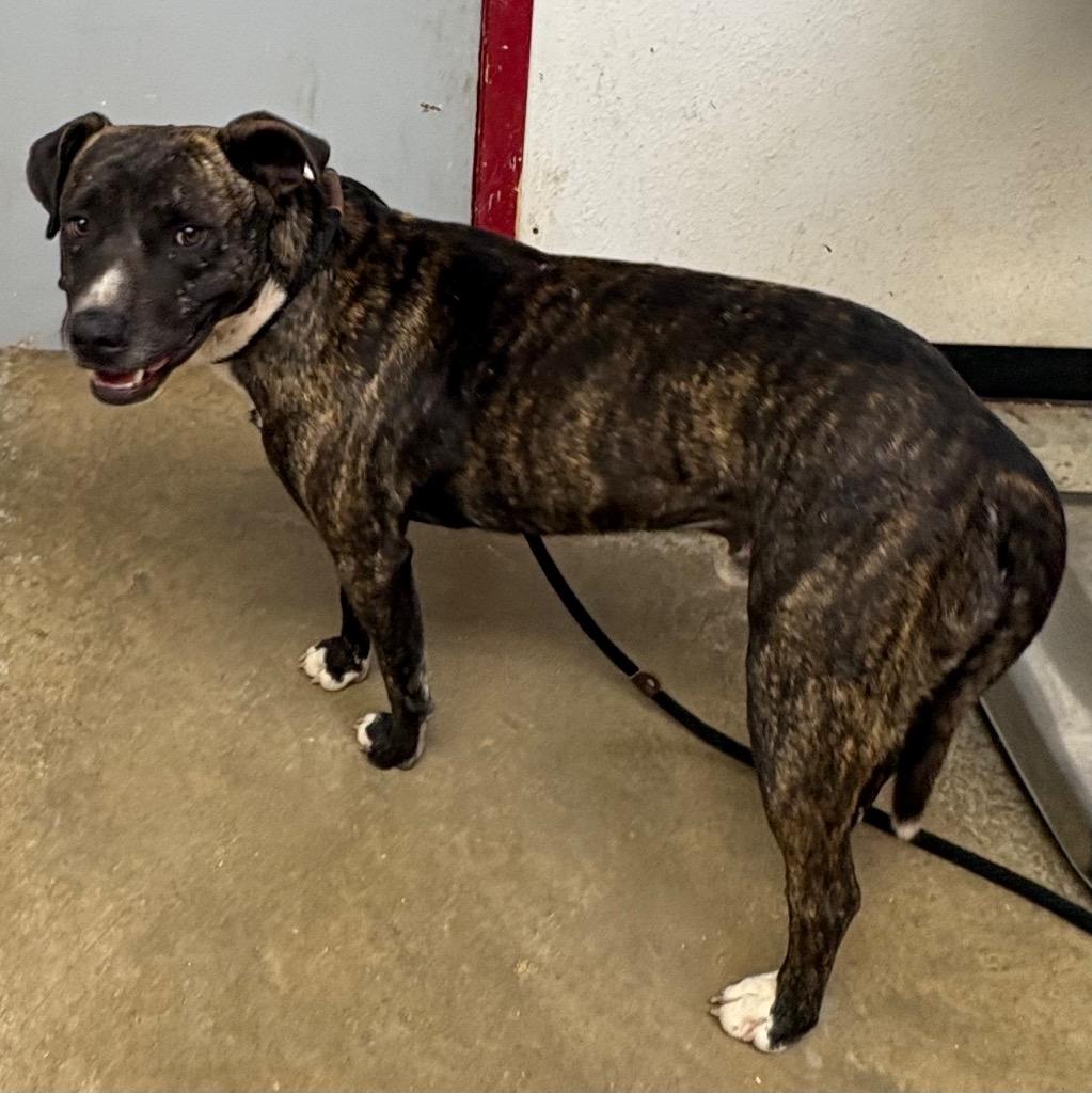 Willis, a Adoptable mixed breed in Lockhart, TX image 6/6