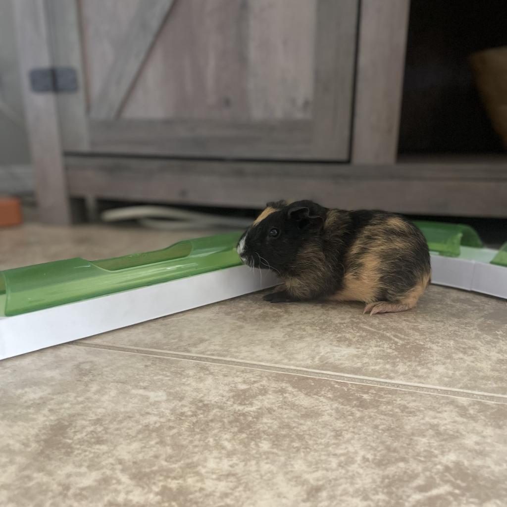 Enlarge Damon, a Adoptable Guinea Pig in Phoenix, AZ image 2/4
