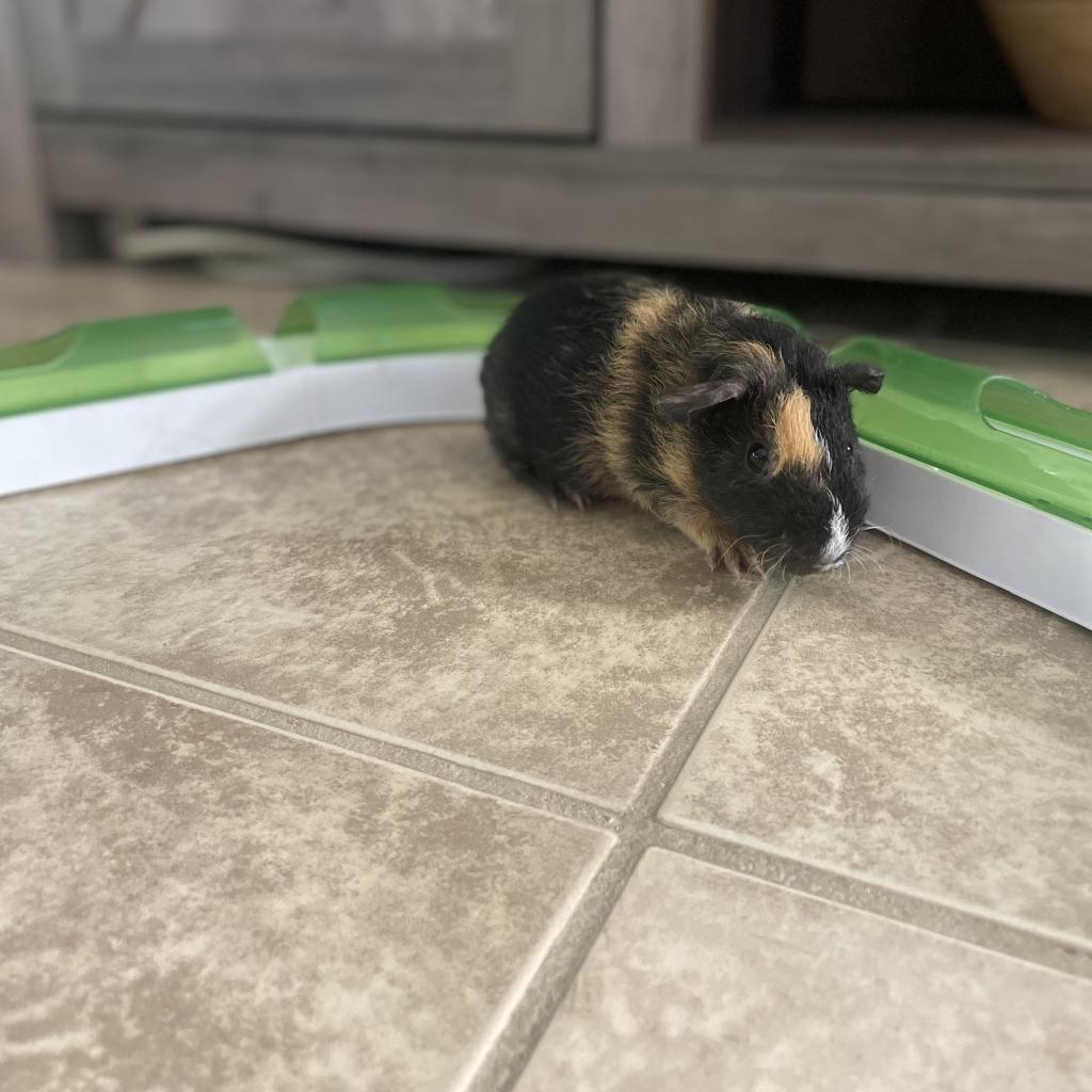 Enlarge Damon, a Adoptable Guinea Pig in Phoenix, AZ image 3/4