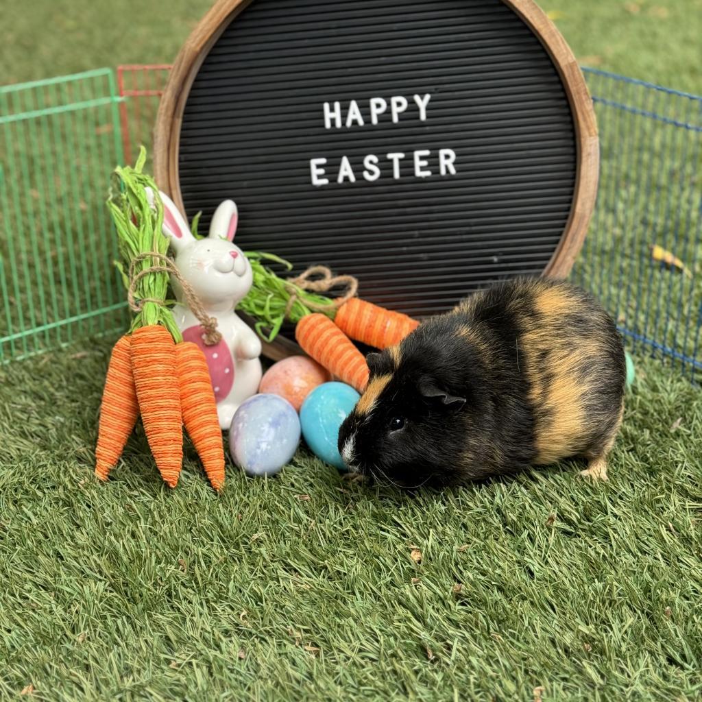 Enlarge Damon, a Adoptable Guinea Pig in Phoenix, AZ image 4/4