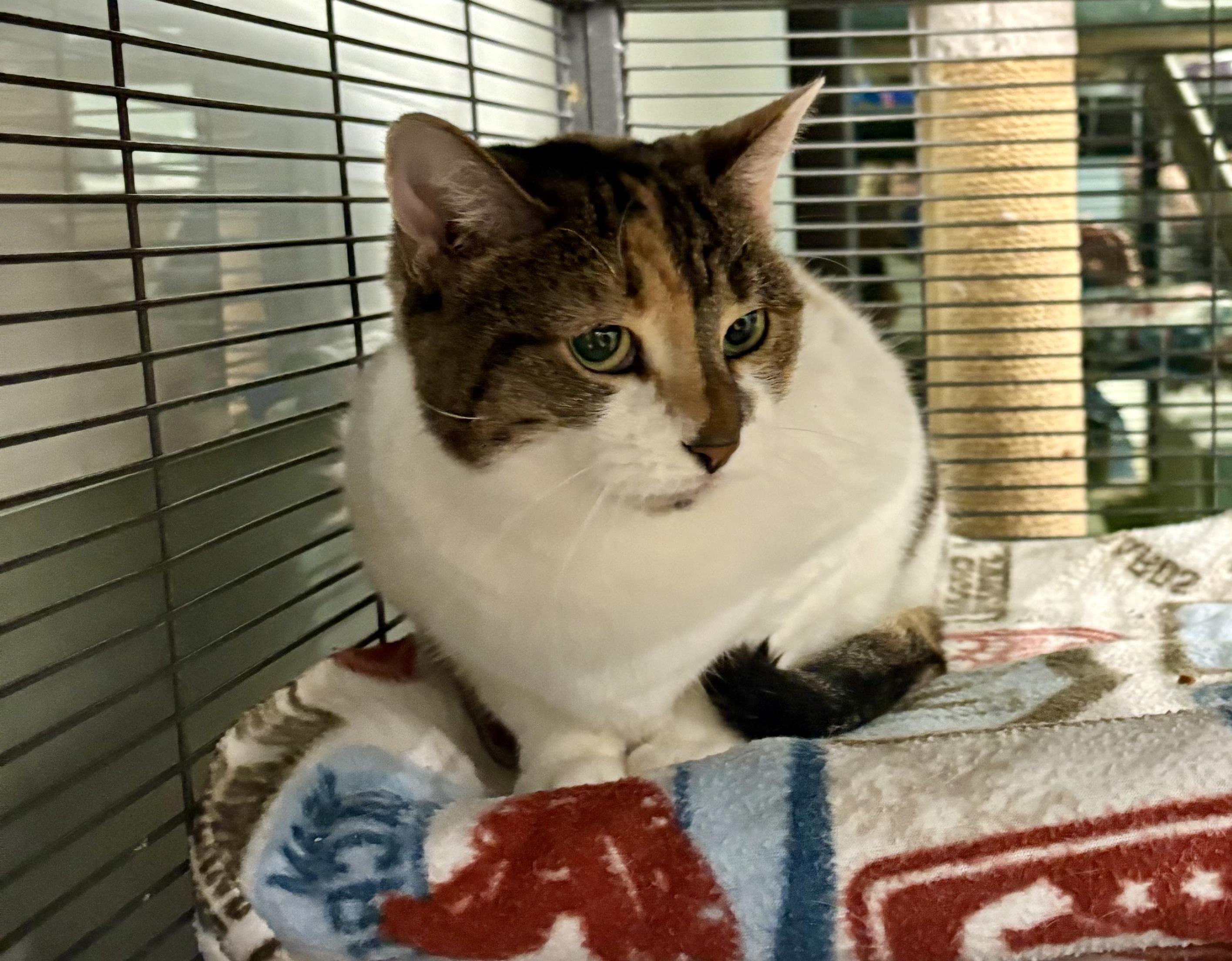 Snow White, Adoptable, Adult Female Calico.