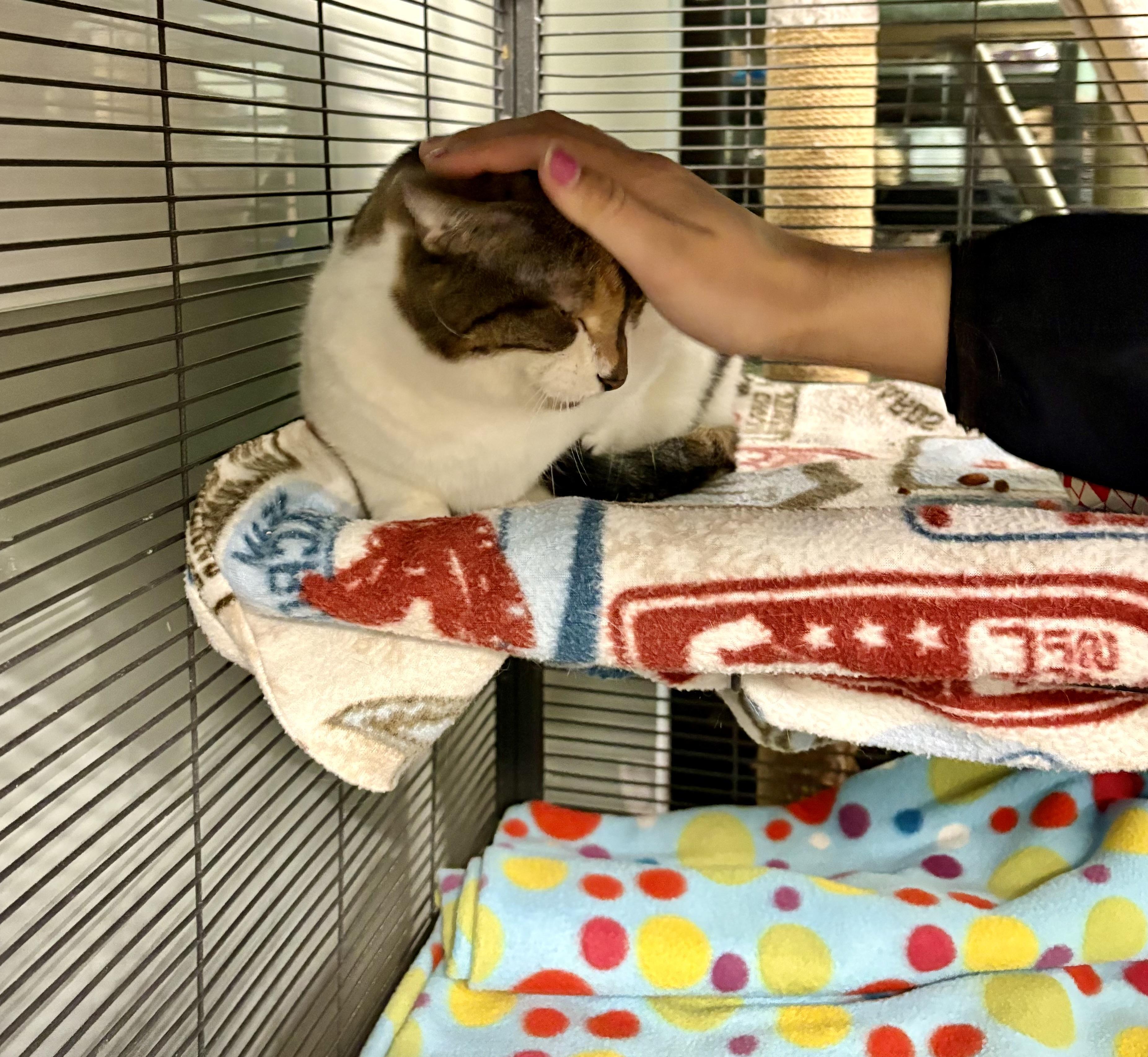 Enlarge Snow White, a Adoptable Calico in Seekonk, MA image 3/3