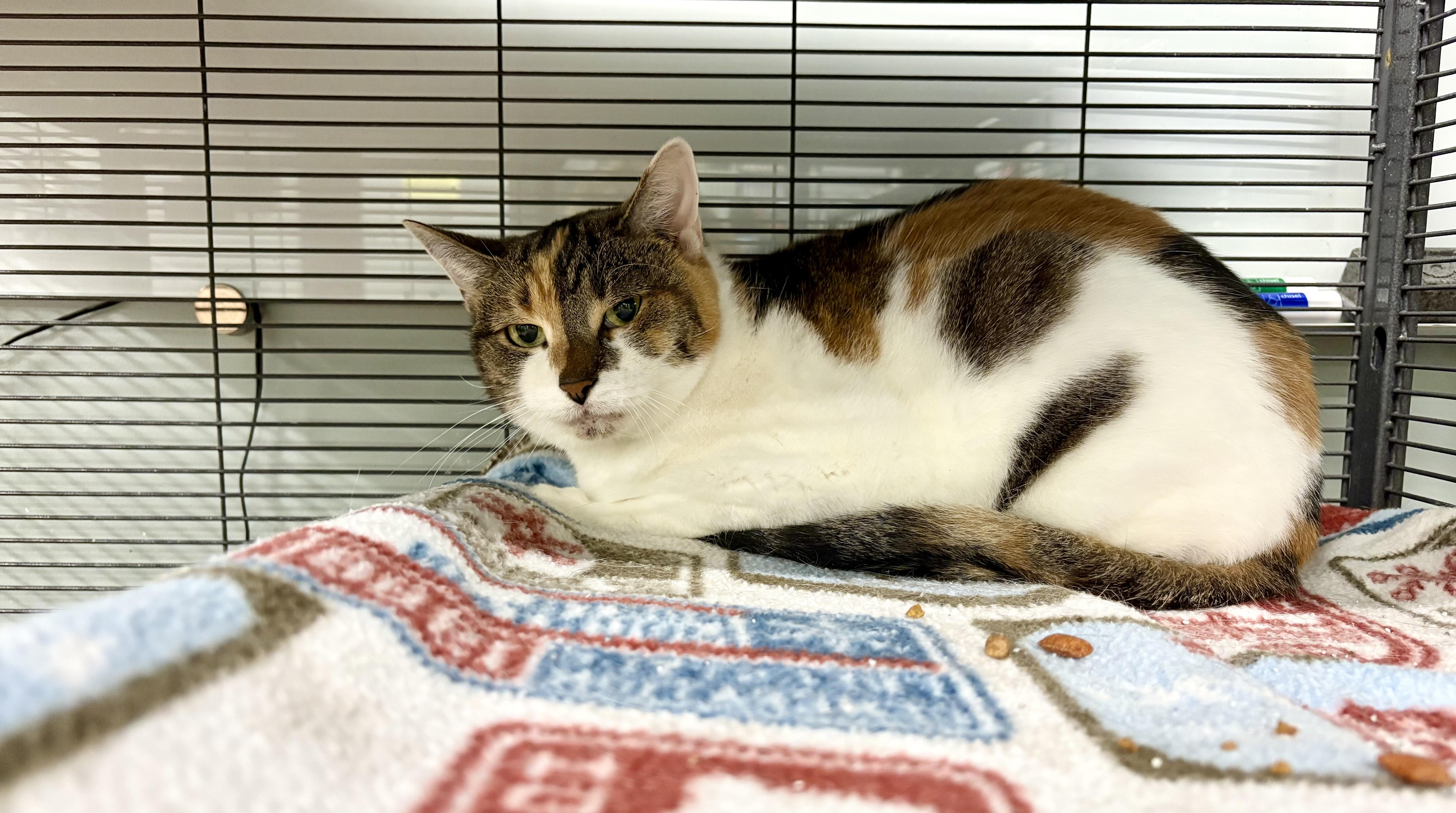 Enlarge Snow White, a Adoptable Calico in Seekonk, MA image 2/3
