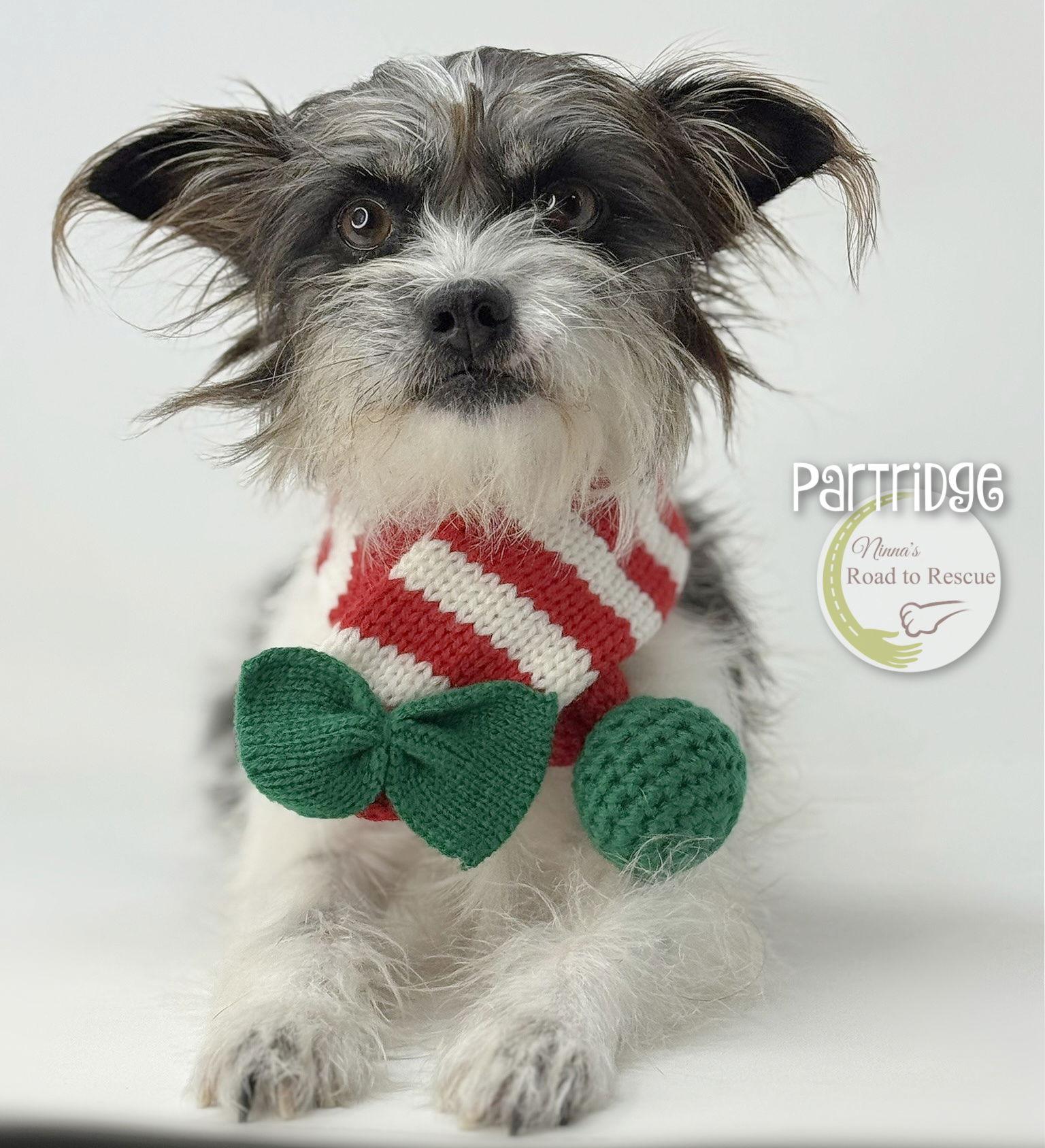 Partridge, Adoptable, Adult Female Schnauzer.