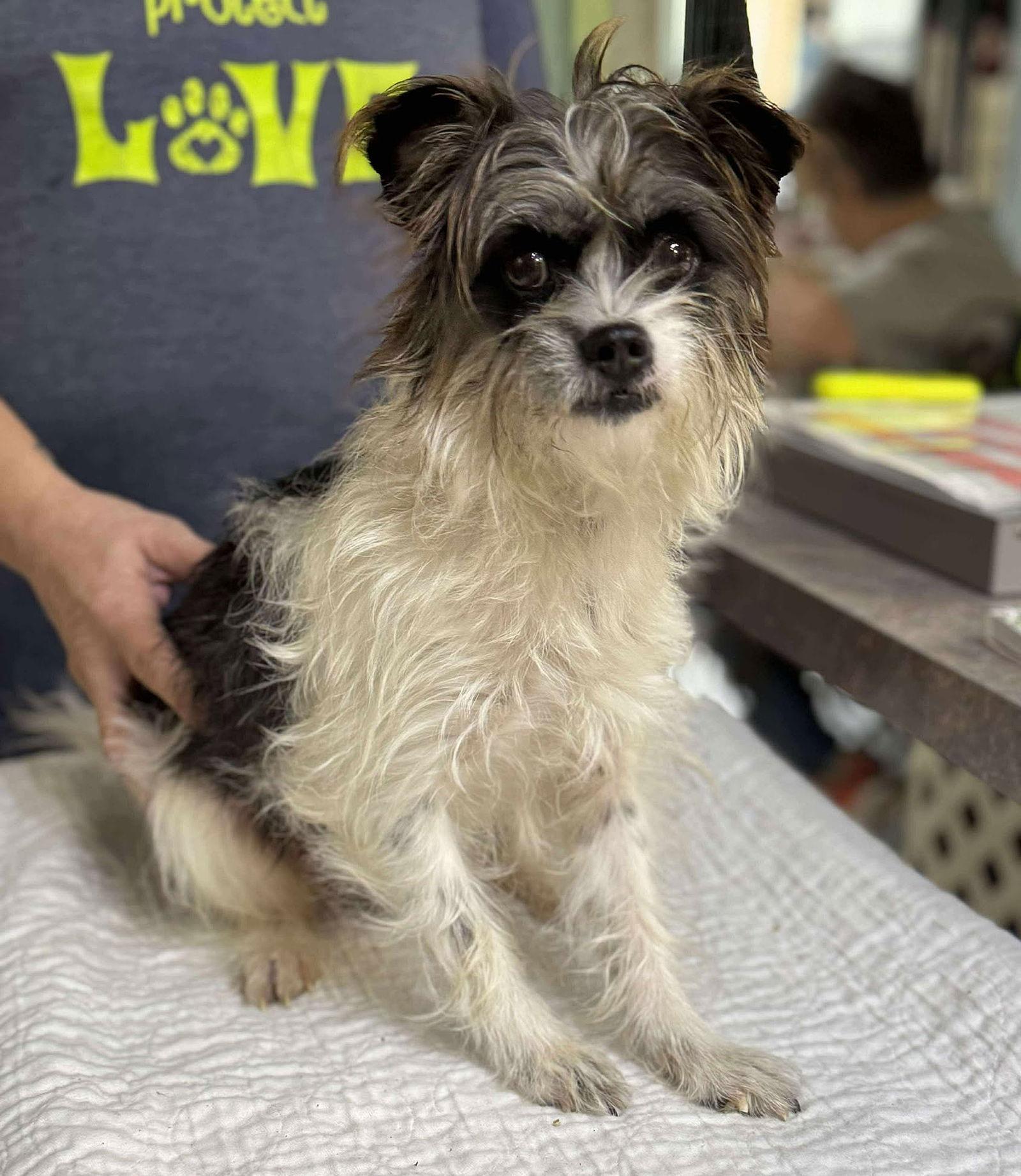 Partridge (NOT YET AVAILABLE), Adoptable, Adult Female Schnauzer.