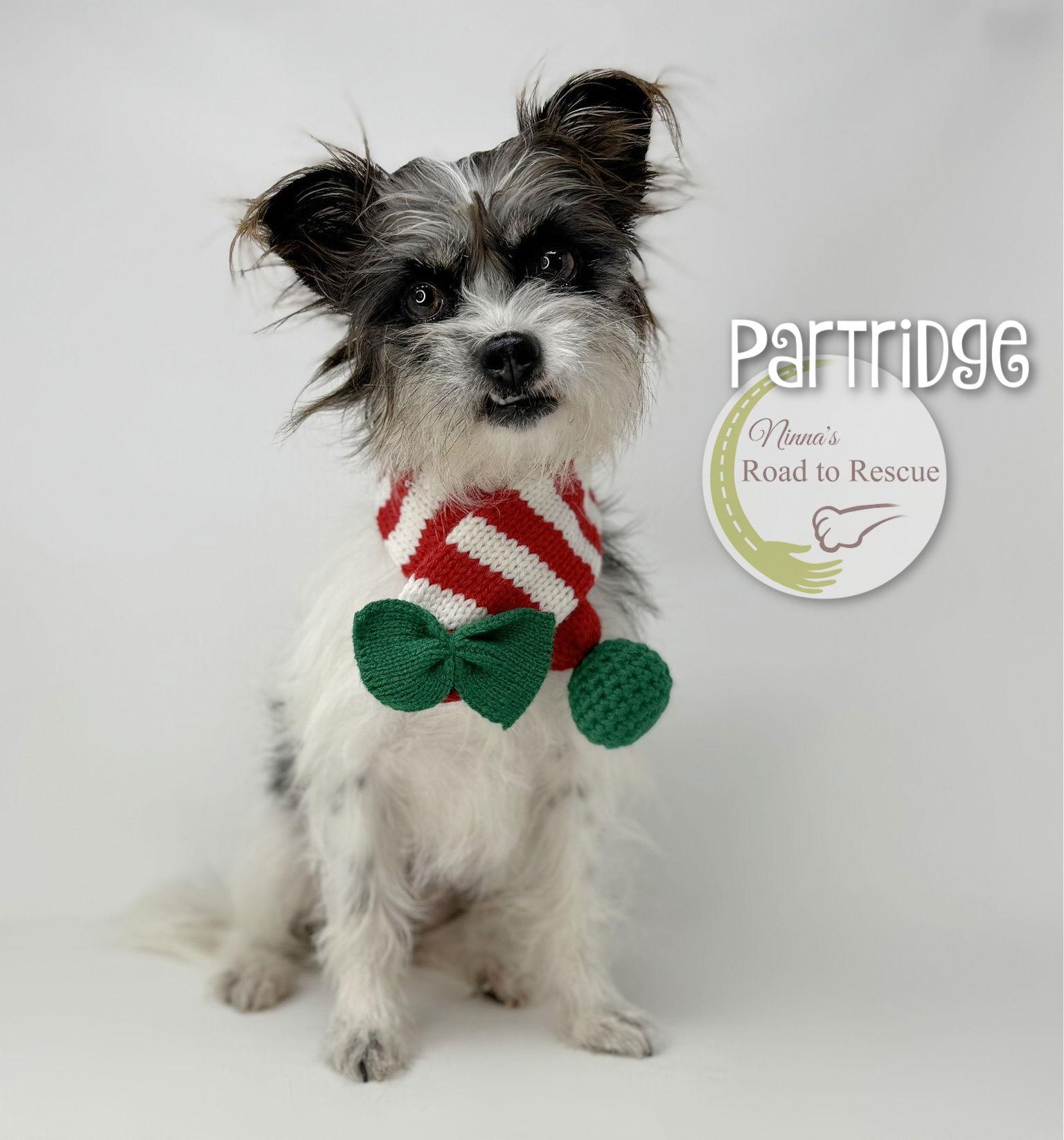 Enlarge Partridge, a Adoptable Schnauzer in Benton, LA image 2/3