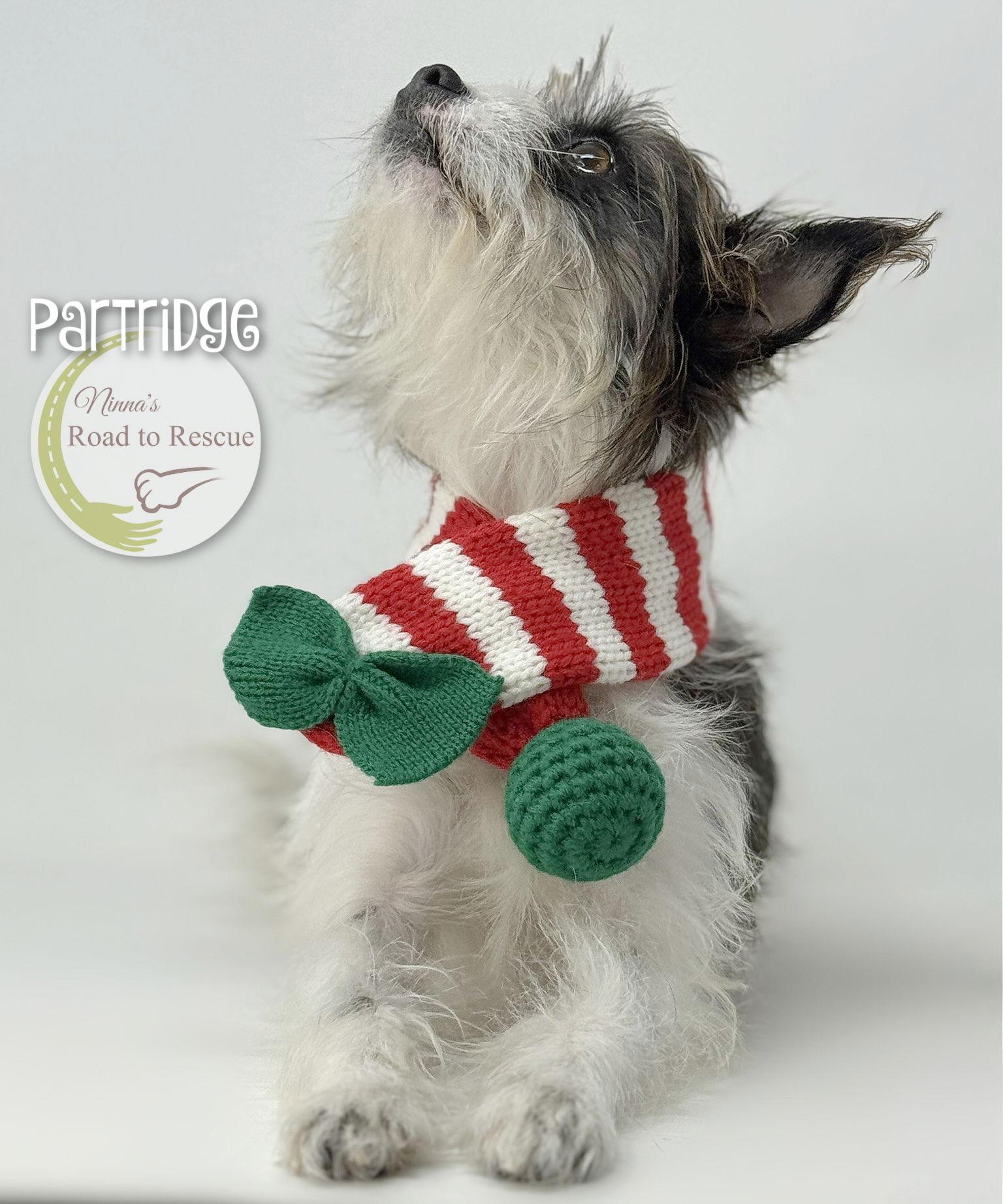 Enlarge Partridge, a Adoptable Schnauzer in Benton, LA image 3/3