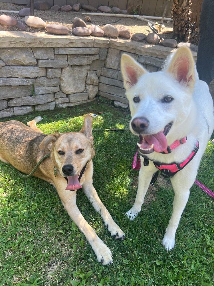Lando, a Adoptable mixed breed in San Diego, CA image 1/5