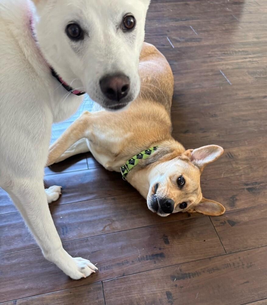 Lando, a Adoptable mixed breed in San Diego, CA image 2/5