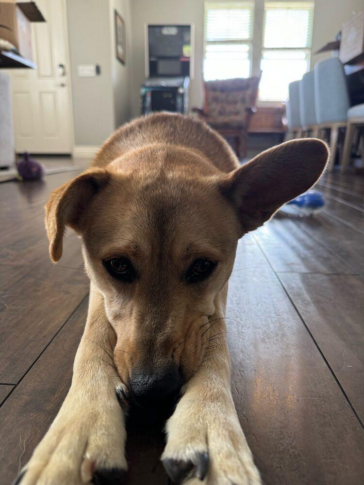 Lando, a Adoptable mixed breed in San Diego, CA image 3/5