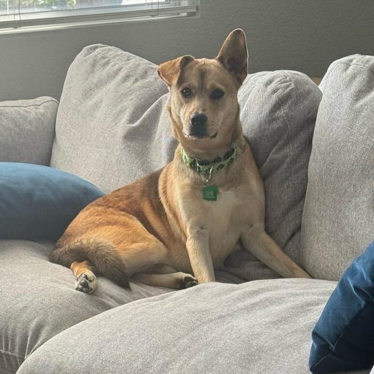 Lando, a Adoptable mixed breed in San Diego, CA image 4/5
