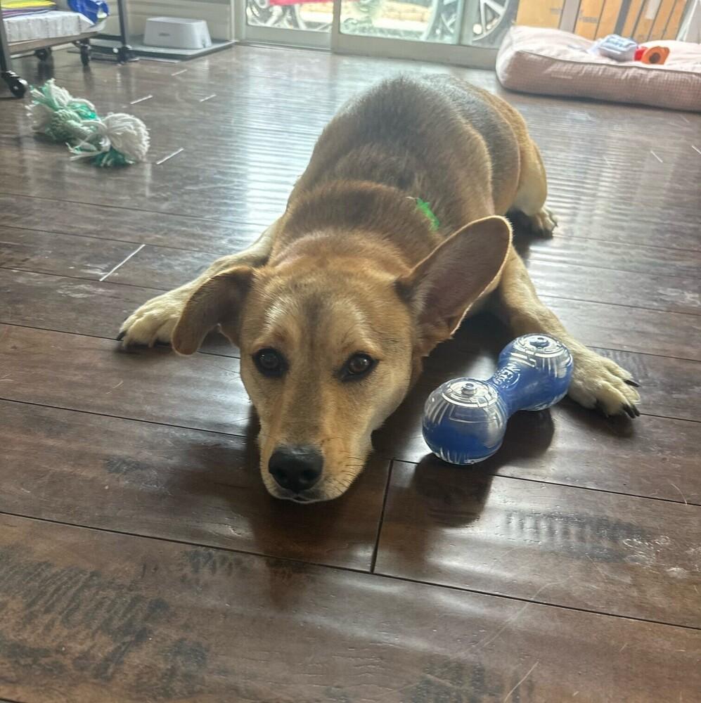 Lando, a Adoptable mixed breed in San Diego, CA image 5/5