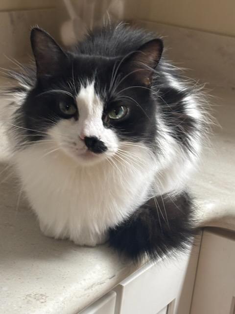 Felicity , adoptable, Young Female Domestic Medium Hair.