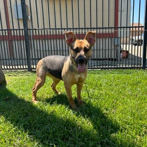 JOSEPHINE, Adoptable, Adult Female Shepherd.