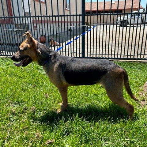 JOSEPHINE, a Adoptable Shepherd in Delano, CA image 2/3