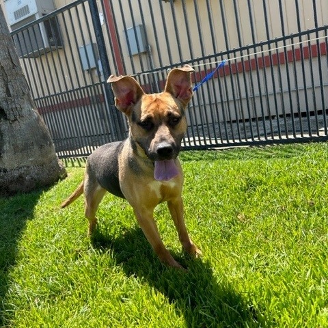 JOSEPHINE, a Adoptable Shepherd in Delano, CA image 3/3