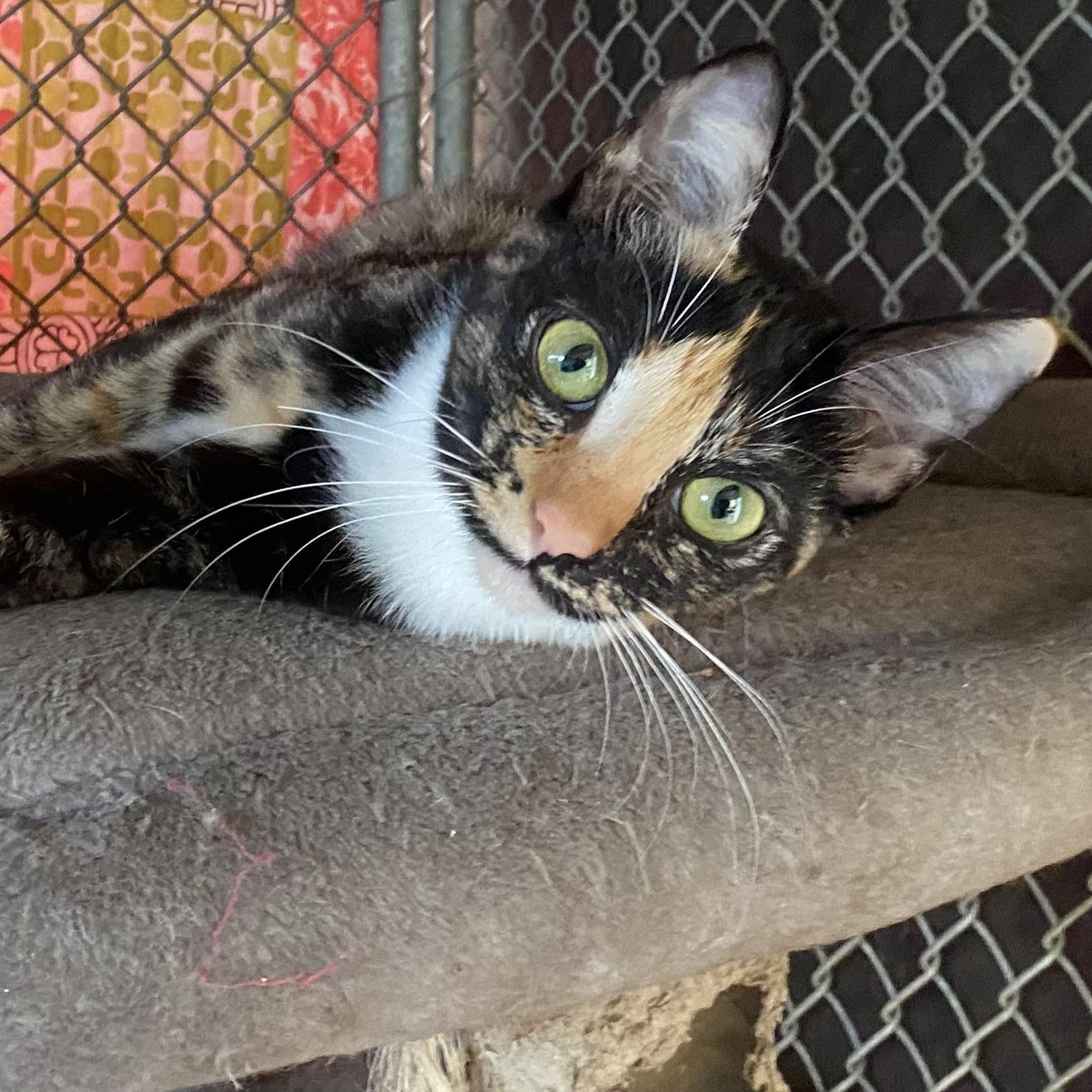 Sparkles, Adoptable, Young Female Domestic Short Hair.