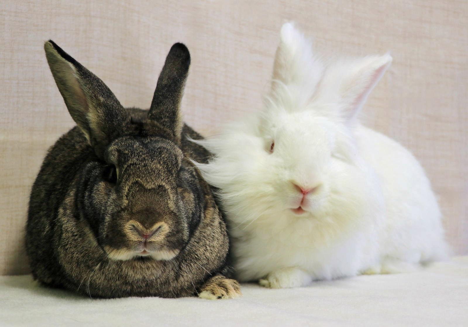 Stevie, Adoptable, Young Female New Zealand.