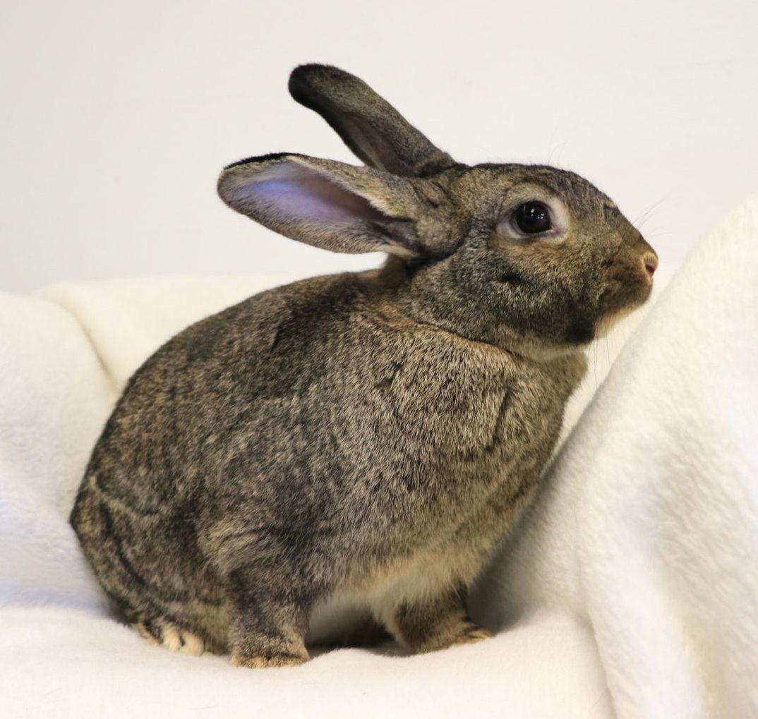 Enlarge Stevie, a Adoptable New Zealand in Lakeville, MN image 3/3