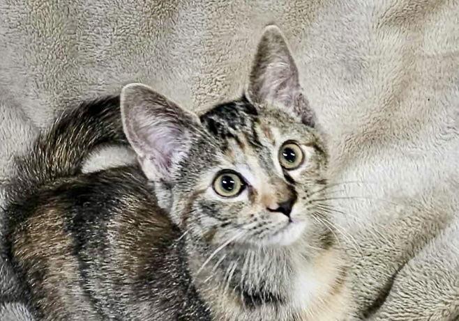 Enlarge Paprika - SEE ME AT PETCO!, a Adoptable mixed breed in Cookeville, TN image 1/4